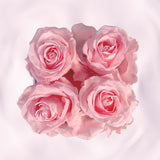La Charmante & L' Etonnante | Pink Preserved Roses