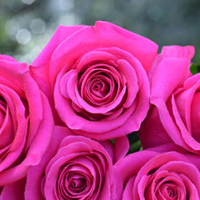 stacked hot pink roses close up