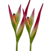 Heliconia Sassy