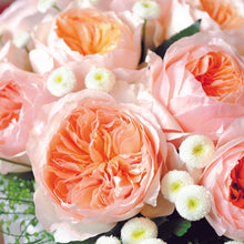 Close up of a distinctive full cupped rose with voluminous petals, that ombré beautifully from soft peach to warm apricot.