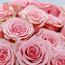 close up of Pink passion roses with buds filled with a full flower of gentle, powdery pink petals