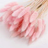 Bunny Tail Light Pink (20 Stems)