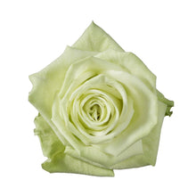 Green Goddess Long Stem Roses