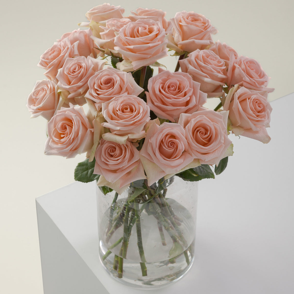 Cozy Peach long stem peach roses by Rose Farmers
