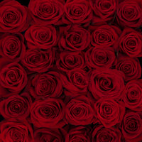 Red Romantic long stem red roses by Rose Farmers