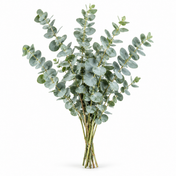 Eucalyptus Baby Blue Natural