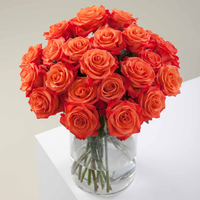 Orange Citrus long stem orange roses by Rose Farmers