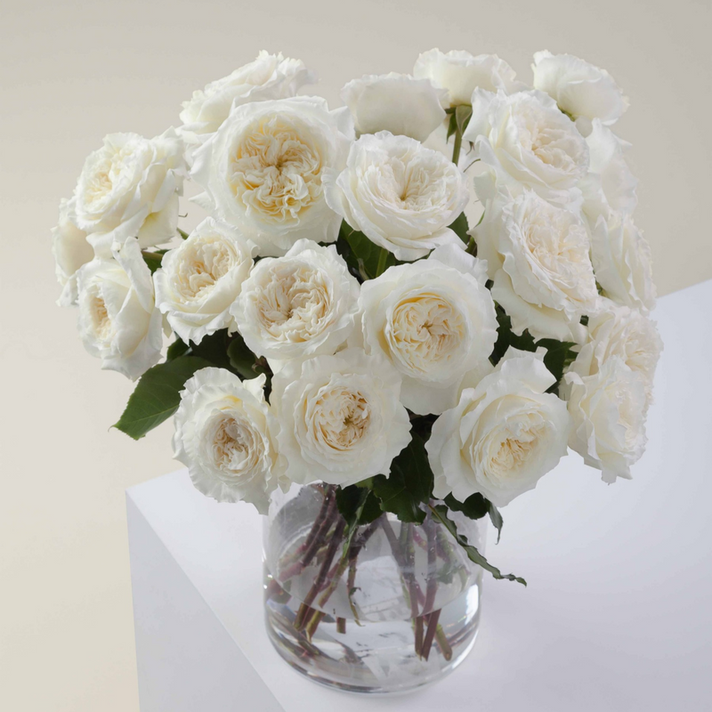 Patience by David Austin Roses