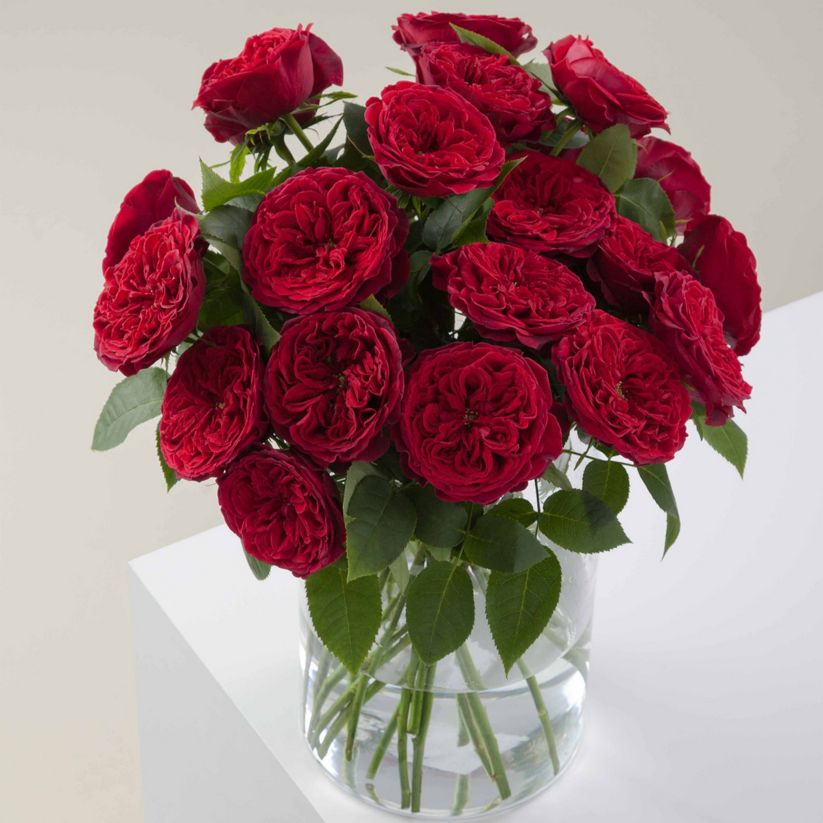 Tess by David Austin Roses