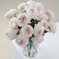 Keira by David Austin Roses