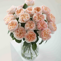 Juliet by David Austin Roses