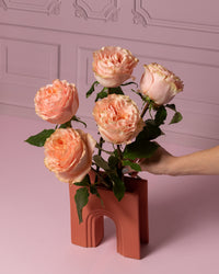 Cozy Peach long stem peach roses by Rose Farmers
