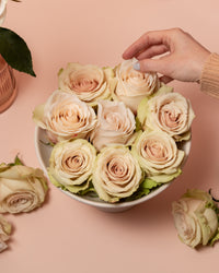 Cozy Peach long stem peach roses by Rose Farmers