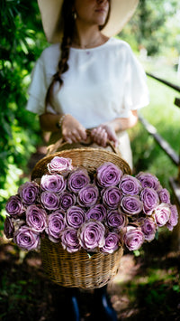 Purple Attraction long stem purple roses by Rose Farmers