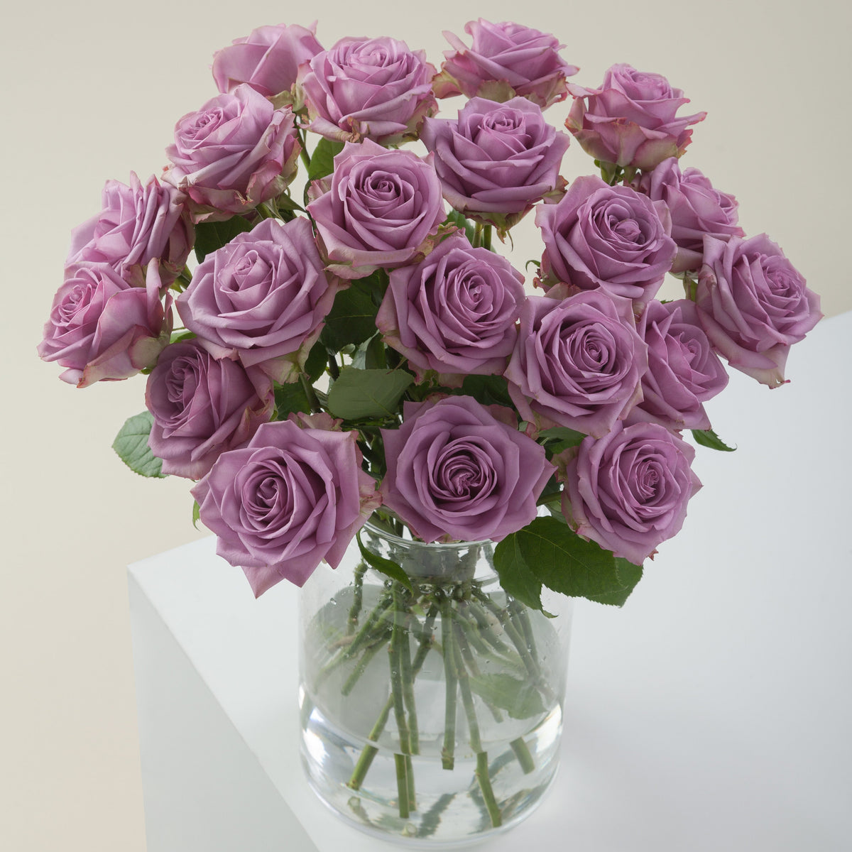 Purple Attraction long stem purple roses by Rose Farmers