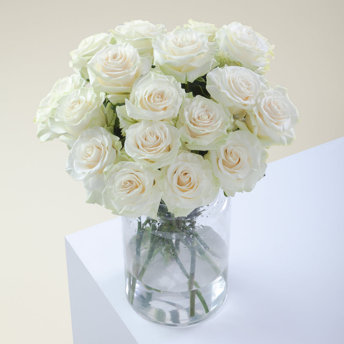 White Pure long stem white roses by Rose Farmers