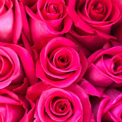 Hot Pink Long Stem Roses (Add On)