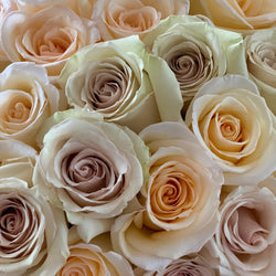 Cream Dazzler Long Stem Roses (Add On)
