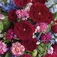 close up of Tess roses with blackcurrant tones and richly ruffled rosettes with a glint of shimmering gold