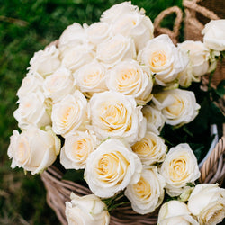 White Pure Long Stem Roses