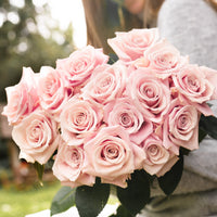 Pink Passion long stem light pink roses by Rose Farmers