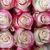 Farmer's Choice bi-color pastel long stem roses by Rose Farmers