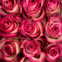 Farmer's Choice bi-color pastel long stem roses by Rose Farmers