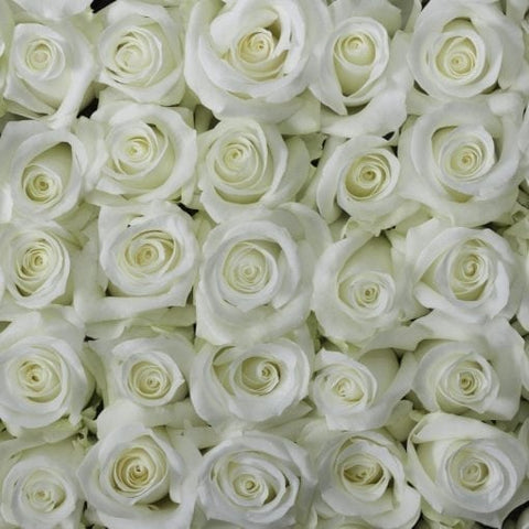 White Pure Long Stem Roses