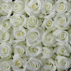 White Pure Long Stem Roses (Add-On)