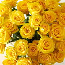 Brad's Deals Exclusive Roses with Free Shipping
