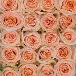 Cozy Peach Long Stem Roses (Add On)