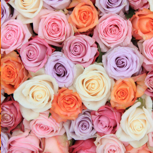 Farmers Choice Roses