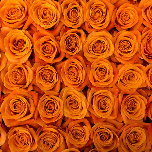 Orange Roses