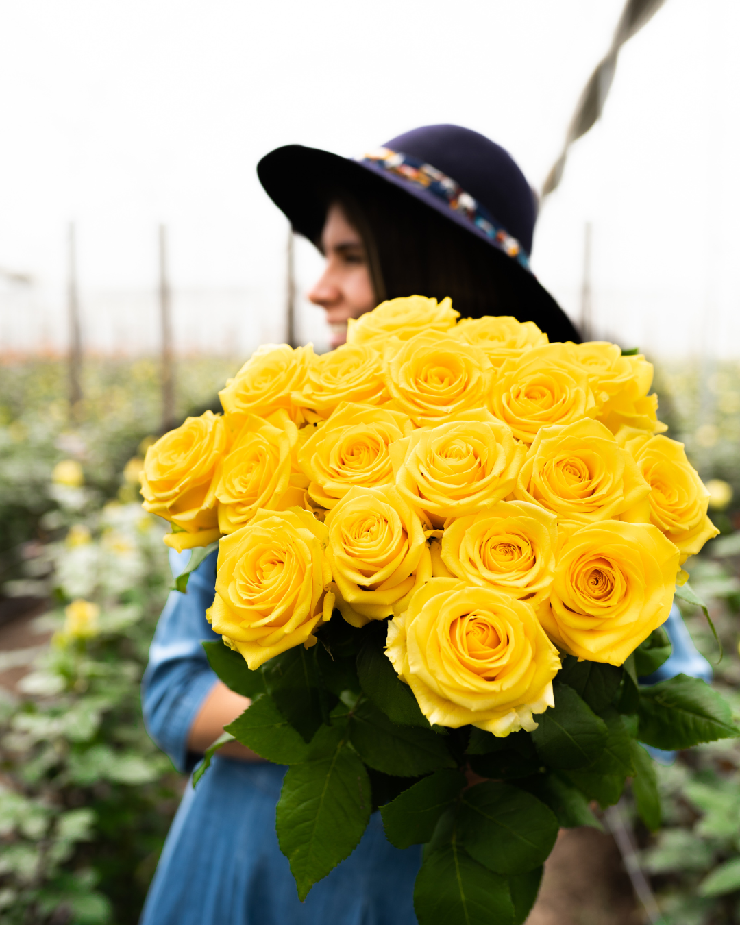 Bright yellow roses carried through the rose fields
