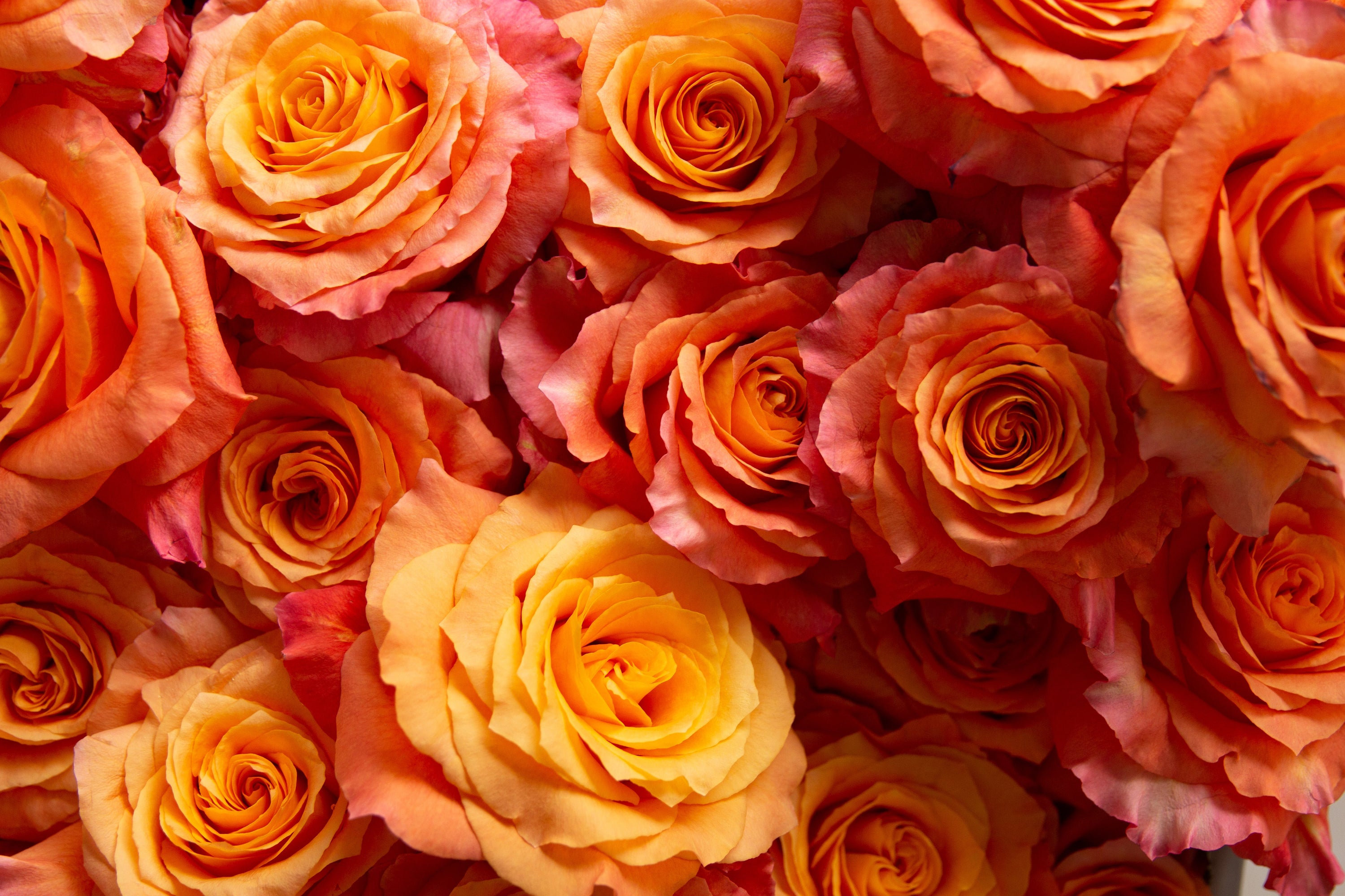 Woman with a blooming rose bouquet